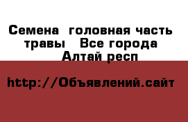 Семена (головная часть))) травы - Все города  »    . Алтай респ.